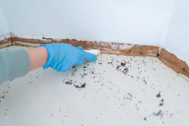 Best Bed Bug Extermination  in Wisr, NE